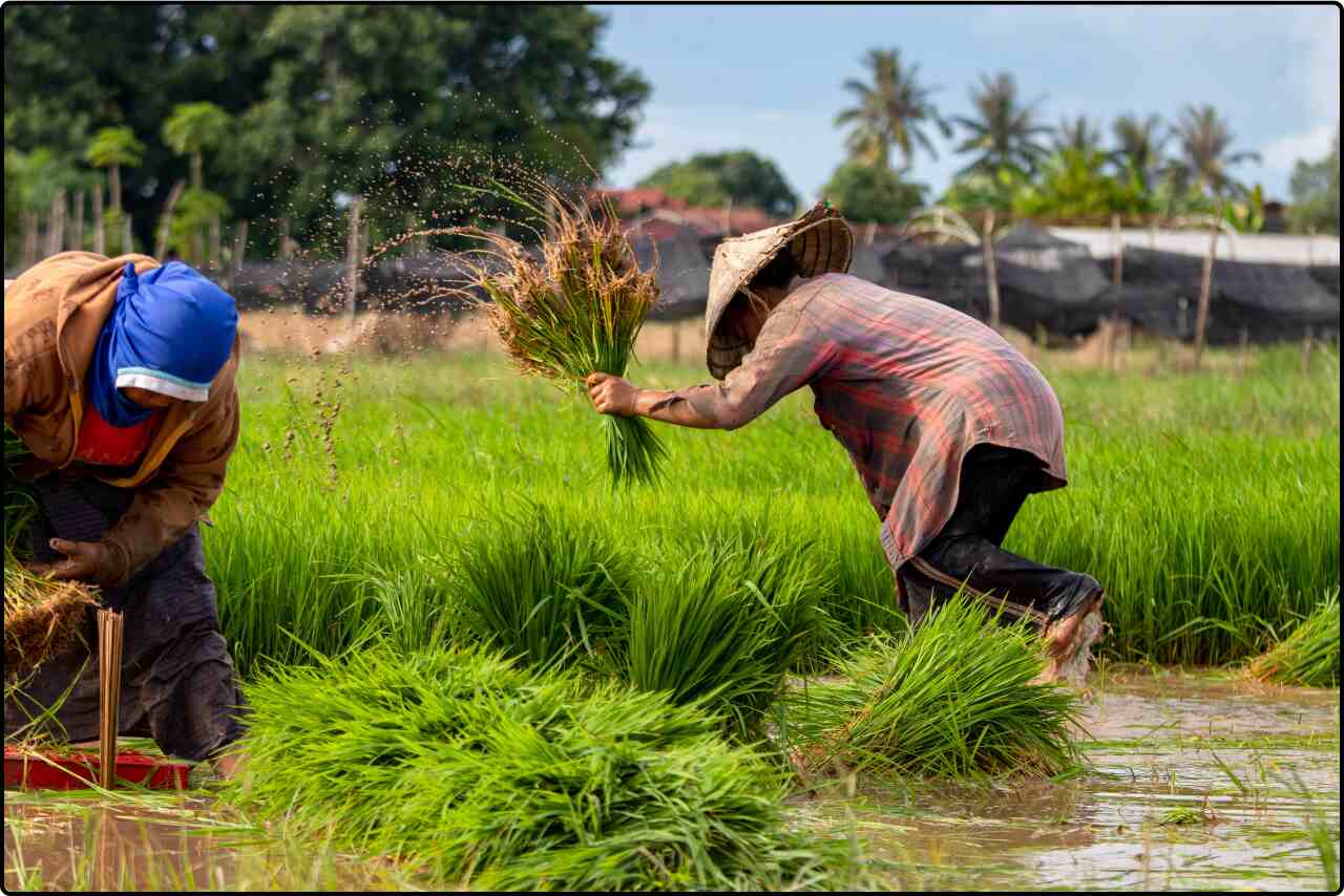 Farmers working together in a field, with one plowing the soil and another planting seeds under a clear blue sky